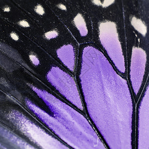 紫蝴蝶翅膀宏观昆虫紫色君主背景图片