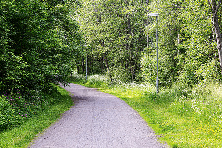 瑞典夏季的石碑路乌梅树木碎石背景图片