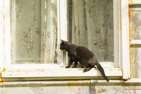 黑猫透明素材黑猫耳朵眼睛窗户学生黑色头发尾巴窗帘白色玻璃背景