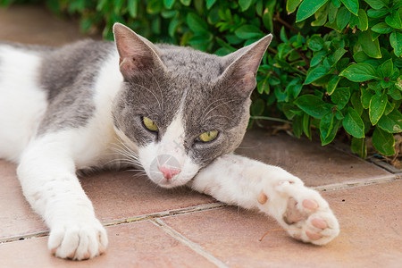 Motley 猫羊毛灰色胡须爪子绿色边界鼻子条纹眼球眼睛背景图片