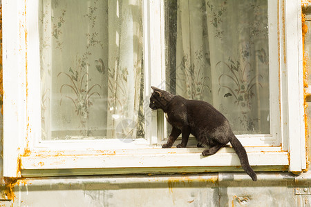 黑猫透明素材黑猫框架黑色学生玻璃窗户眼睛窗帘头发尾巴耳朵背景