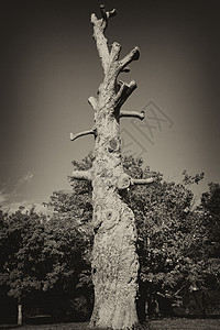 死树白色环境黑色木头天空死亡摄影背景图片