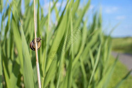 草地中刺生长蜗牛刀片绿色天线蓝色天空季节高清图片