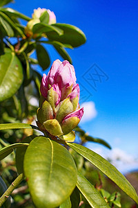 Magnolia 百威背景图片