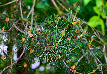 松针针绿色植物学森林背景图片