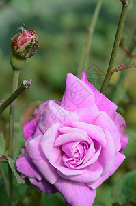 花园里的粉色玫瑰 摘得非常接近背景图片