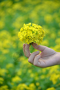 多情黄花与阳光一起在花园田野上 分离古老风格的模糊背景希望花瓣财富女孩甘菊算命雏菊传统手指洋甘菊背景