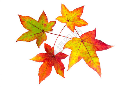 红黄和绿秋叶背景图片