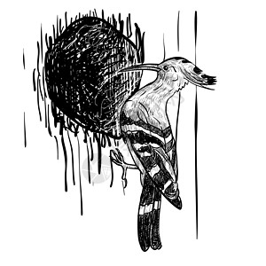 捕木鸟的绘图野生动物动物白色黑色账单羽毛鸟类插图森林男性背景图片