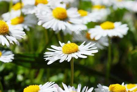 好战的闪亮的雏菊植物白色绿色草地黄色花头背景