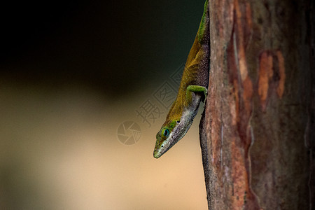 绿安乐蜥亮绿色枣科高清图片