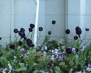 深紫郁金香花园紫色公园花瓣生长花园植物群树叶郁金香环境树干背景图片