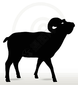 脸朝上摆着大角绵羊的脚影阴影荒野宠物冒充姿势白色插图黑色草图山羊背景图片