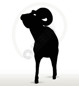 黑色上的红羊脸朝上摆着大角绵羊的脚影白色宠物插图阴影冒充草图姿势黑色哺乳动物荒野插画