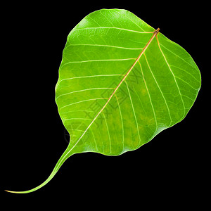 绿叶生长绿色剪裁热带小路黑色宏观照片植物背景图片