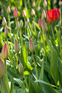 暗郁金香季节植物场景花瓣花园太阳植物学团体摄影紫色背景图片