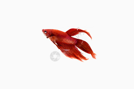 红战鱼斗争热带芨芨草连体呼吸运动红色情调奢华蓝色背景图片