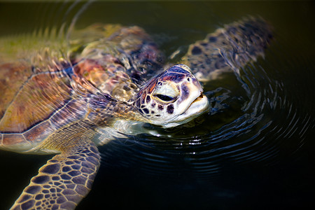 绿海龟海洋密码黑龟爬虫睾丸龟科大海龟背景图片