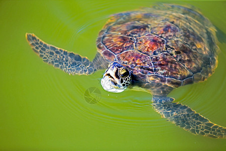 绿海龟睾丸黑龟密码龟科大海龟爬虫海洋背景图片