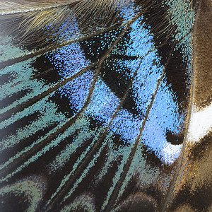 蓝蝴蝶翅膀蓝色黑色君主昆虫宏观背景图片