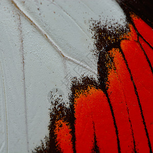 红蝴蝶翅膀昆虫黑色宏观红色君主背景图片