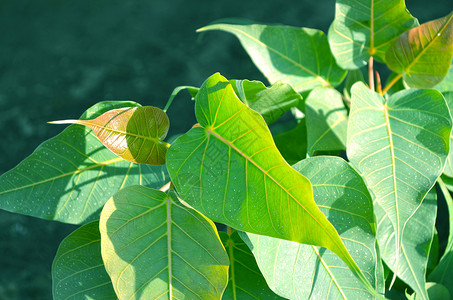 特写绿色颜色树树叶日出薄雾公园绿地森林种植园橙子社会小路背景图片