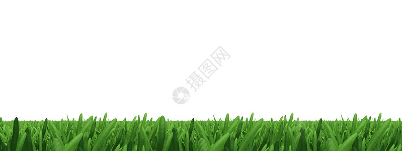 白色绿草树叶视图特写草本植物植物草地背景图片