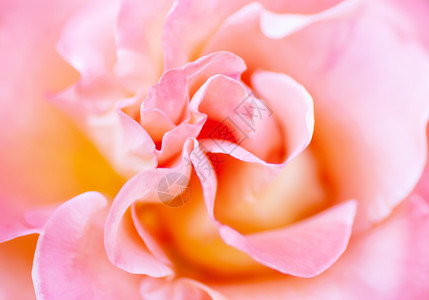 古代风格的模糊柔软浪漫粉红色玫瑰背景图片