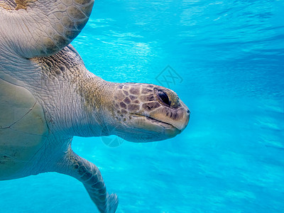 绿海龟密码异国龟科蓝色海上生活睾丸潜水黑龟荒野情调背景图片