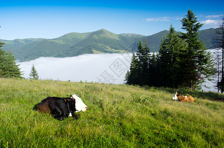 金牛座山美丽的风景 绿山和一群牛群爬坡牧场草地高地斑点上坡土地场地奶牛牛肉背景