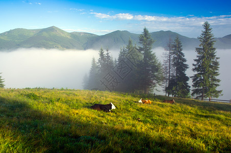 喀尔巴阡山美丽的风景 绿山和一群牛群爬坡上坡动物奶牛场地原始人草地牛科高地哺乳类背景