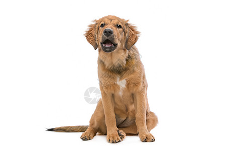杂交品种棕色混合品种小狗哺乳动物动物犬类宠物家畜杂交混种背景