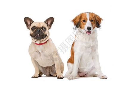酷狗法国斗牛犬和一头Kooiker狗友谊朋友们动物犬类哺乳动物工作室宠物酷客背景