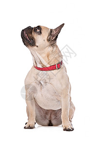 棕色法国斗牛犬哺乳动物家畜动物皱纹背景图片