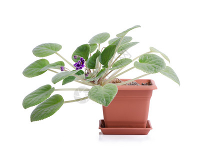紫叶子白色植物植物学正方形花朵棕色盆栽花瓶植物群背景图片