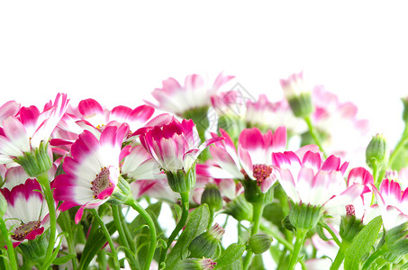 美丽的粉红花和绿草礼物雏菊温泉花束紫色植物花瓣花园明信片植物群背景图片