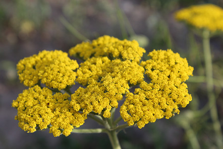 黄花麻罗阿基拉植物绿色千叶植物群花朵黄色宏观背景图片