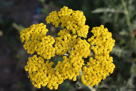 黄花麻罗阿基拉植物群千叶黄色花朵绿色植物宏观背景图片