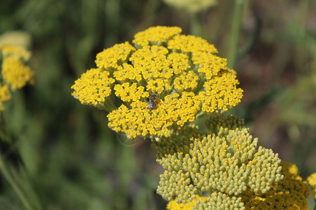 黄花麻罗阿基拉绿色宏观植物群植物花朵黄色千叶背景图片