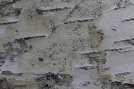 Birch 树皮背景宏观树干木头条纹白色植物森林墙纸背景图片
