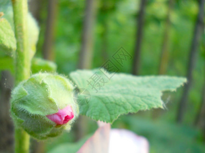 花芽荒野花园沙龙粉色紫色植物玫瑰红色绿色宏观背景图片