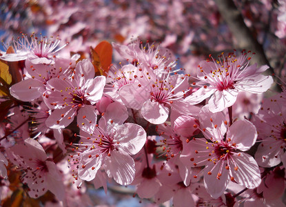 果树樱树花标本深紫色树叶李子粉红色花蕾背景图片