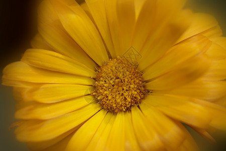 橙色卡结花花绿色场地草地花园橙子太阳昆虫宏观绿叶花粉背景图片