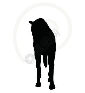 头朝下行走时的马脚背影步伐白色步态插图货车阴影冒充骑士主力远足设计图片