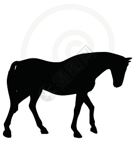 头朝下行走时的马脚背影骑士白色步态阴影主力远足步伐冒充草图插图背景图片