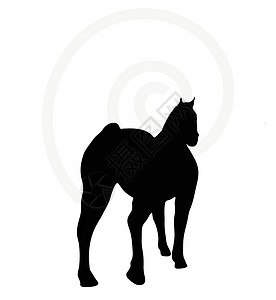 白色上隔离的马脚圆背骑士姿势主力草图骏马冒充插图货车阴影背景图片