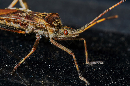 小棕色昆虫天线昆虫学眼睛生物动物群背景图片