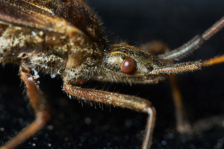 小棕色动物群昆虫学天线眼睛昆虫生物背景图片