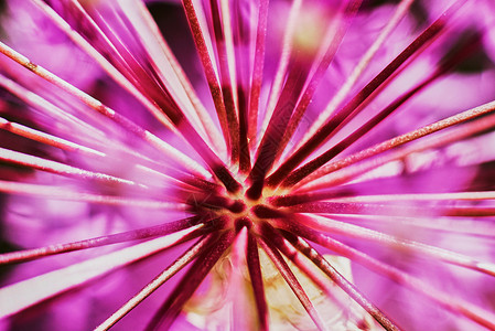 紫色花粉散发洋葱季节生长背景图片