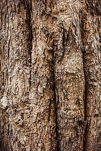 树皮纹理木材材料裂缝木头棕色植物背景图片
